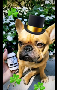 CBD for pets 